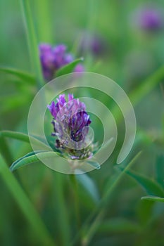 Medicinal plants. A honey plant. Red clover. Closeup of pink and purple flower. Soft focus.