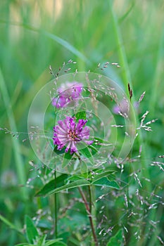 Medicinal plants. A honey plant. Red clover. Soft focus. Closeup of pink and purple flower.
