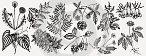 Medicinal plants illustrations collection. Hand-sketched adaptogenic berries, weeds, herbs set. Perfect for recipe, menu, label,