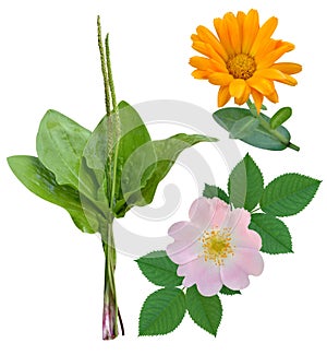 Medicinal plants isolated