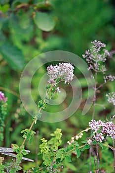 Medicinal plants. Oregano.