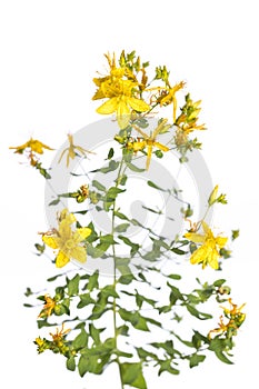 Medicinal plant from my garden: Hypericum perforatum  perforate St John`s-wort  yellow flowers and green leafs isolated on white