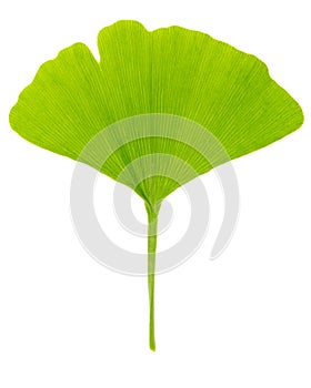 El único fresco primavera verde una carta de gingko aislado sobre fondo blanco 