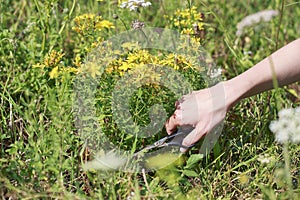 Medicinal plants. St. John's wort.