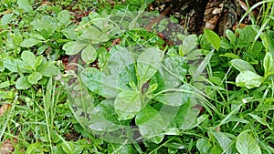 Medicinal plants and vegetables Talinum paniculatum Jewels Of Opar, Full tree looks fresh when exposed to raindrops in the morning