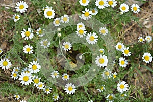 Medicinal plants, wild flowers of Ukraine, small white chamomile, mayweed, Matricaria growing not far from home.