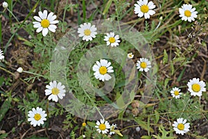 Medicinal plants, wild flowers of Ukraine, small white chamomile, mayweed, Matricaria growing not far from home.