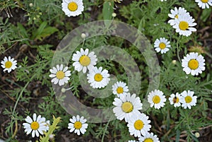 Medicinal plants, wild flowers of Ukraine, small white chamomile, mayweed, Matricaria growing not far from home.