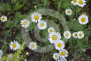 Medicinal plants, wild flowers of Ukraine, small white chamomile, mayweed, Matricaria growing not far from home.