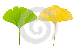 Young green gingko leaf and old yellow ginko leaf as counterpart together on white background photo