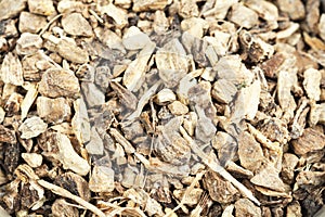Medicinal root of elecampane