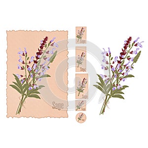 Medicinal sage vector illustration. Flower sage in the different sizes