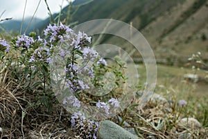 Medicinal shrub thyme plant (Thymus serpyllum) grows on a green meadow in summer mountain hill background