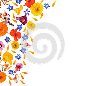 Medicinal Summer Flowers Abstract Background Border