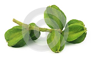 Medicinal Terminalia arjuna