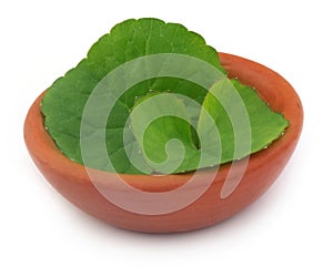 Medicinal thankuni leaves on a clay pot