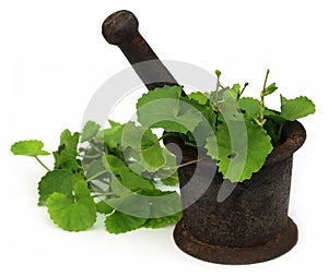 Medicinal thankuni leaves with mortar and pestle