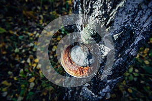 Medicinal tree mushroom chaga on the trunk of old birch, close-up. Large parasite mushroom in natural sunlight, blurred background