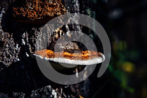 Medicinal tree mushroom chaga on the trunk of old birch, close-up. Orange parasite mushroom in natural sunlight, blurred