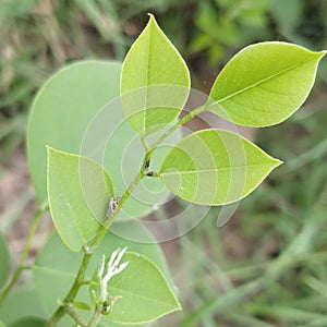 Medicinal TreeDalbergia Sissoo