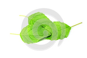 Medicinal tulsi or holy basil indian herb leaves