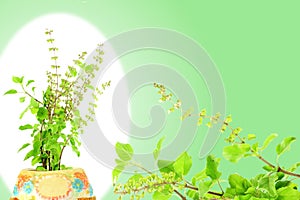 Liečivý alebo svätý bazalka indický bylina rastlina 
