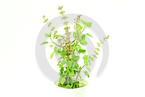 Medicinal tulsi or holy basil indian herb plant on white background