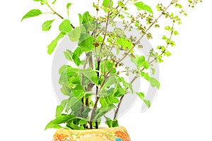 Medicinal tulsi or holy basil indian herb plant on white background