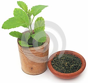 Medicinal tulsi leaves