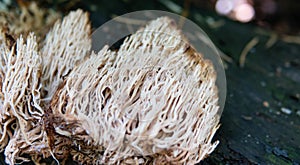Medicinal useful forest mushroom Ramaria stricta photo