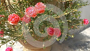 Medicinal uses of Moss-rose purslane