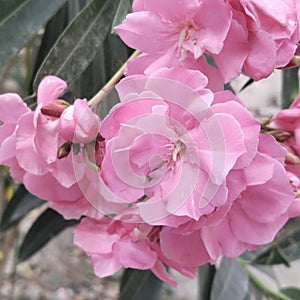 Medicinal Uses Of Nerium Oleander