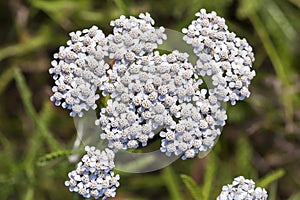 Medicinal wild herb Yarrow Achillea millefolilium