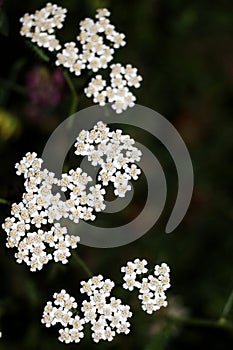 Medicinal wild herb Yarrow Achillea millefolilium . The plant during flowering