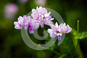 Medicinal wild spring flowers