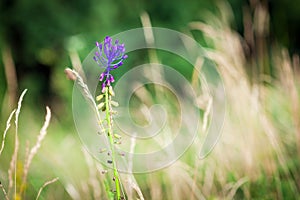 Medicinal wild spring flowers