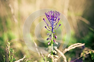 Medicinal wild spring flowers