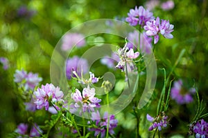 Medicinal wild spring flowers field