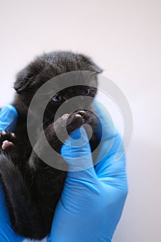 Medicine for animals.Kitten and veterinarian.Cat health.Black kitten in the hands of a doctor in blue medical gloves on