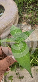 Medicine leaf for diabet photo