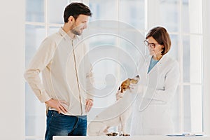 Medicine and pet care concept. Woman veterinarian wears white gown, spectalces, medic gloves, examines jack russell terrier, visit photo