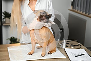 medicine, pet care and people concept - close up of french bulldog dog and veterinarian doctor hand at vet clinic