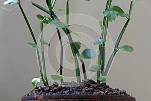 Medicine plant, Bonesetter photo