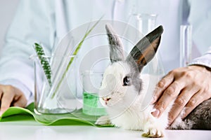 Medicine research and testing in rabbit animal, Natural organic herbal extraction medicine, Safety chemical.