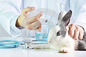 Medicine and vaccine research, Scientist testing drug in rabbit animal.