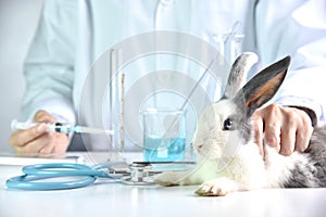 Medicine and vaccine research, Scientist testing drug in rabbit animal.