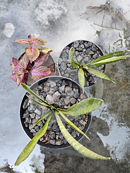 mediction flower sunday morning