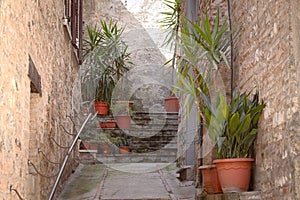 Medieval alley with plants in vases