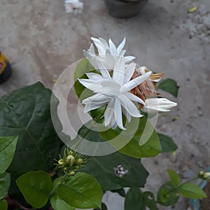 The Medieval Arabic term "zanbaq" denoted jasmine flower-oil from the flowers of any species of jasmine.