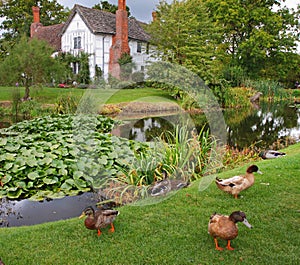Medieval English Manor and Garden photo
